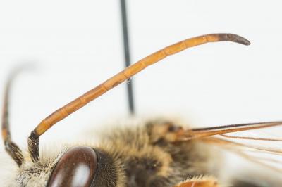  Halictus quadricinctus (Fabricius, 1776)