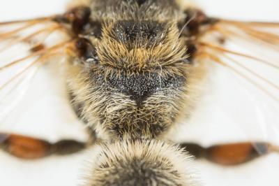 Halictus quadricinctus (Fabricius, 1776)