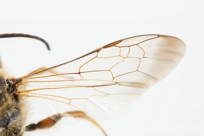  Halictus quadricinctus (Fabricius, 1776)