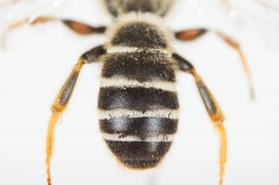  Halictus quadricinctus (Fabricius, 1776)