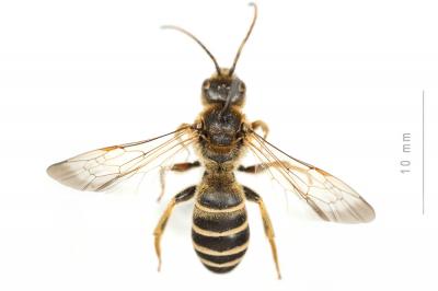  Halictus brunnescens (Eversmann, 1852)