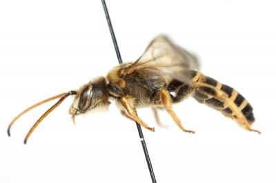  Halictus brunnescens (Eversmann, 1852)