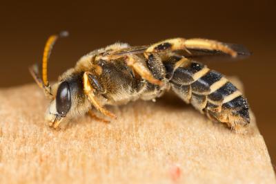  Halictus brunnescens (Eversmann, 1852)