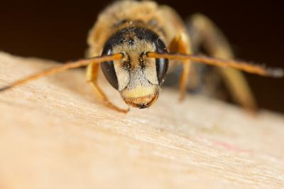  Halictus brunnescens (Eversmann, 1852)