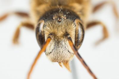  Halictus brunnescens (Eversmann, 1852)