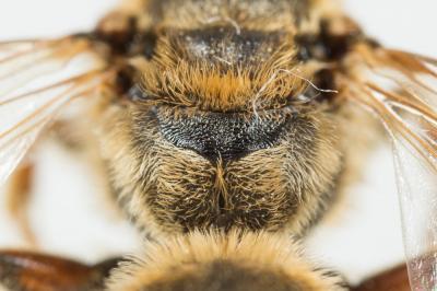  Halictus brunnescens (Eversmann, 1852)