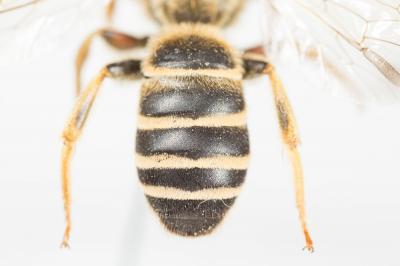  Halictus brunnescens (Eversmann, 1852)