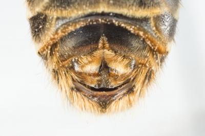  Halictus brunnescens (Eversmann, 1852)