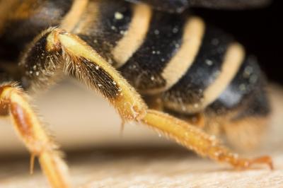 Halictus brunnescens (Eversmann, 1852)