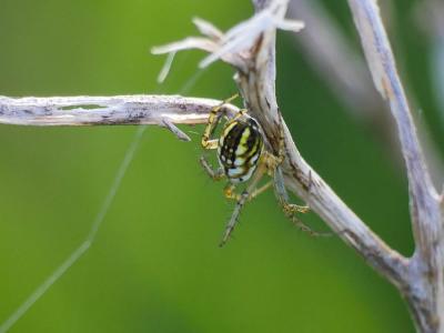 Mangore petite-bouteille Mangora acalypha (Walckenaer, 1802)
