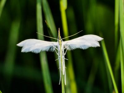  Pterophorus pentadactylus (Linnaeus, 1758)