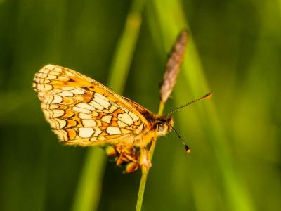 Mélitée du Mélampyre (La), Damier Athalie (Le) Melitaea athalia (Rottemburg, 1775)