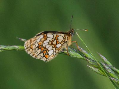 Mélitée du Mélampyre (La), Damier Athalie (Le) Melitaea athalia (Rottemburg, 1775)