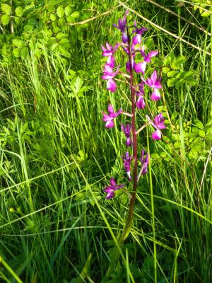 Orchis à fleurs lâches Anacamptis laxiflora (Lam.) R.M.Bateman, Pridgeon & M.W.Chase, 1997
