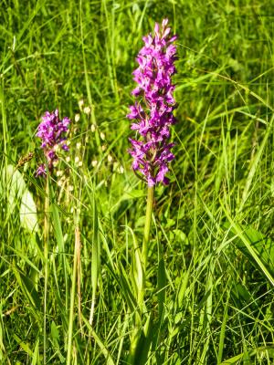 Orchis d'Occitanie, Orchis occitan Dactylorhiza occitanica Geniez, Melki, Pain & Soca, 1995