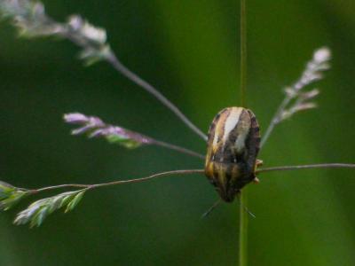  Eurygaster maura (Linnaeus, 1758)