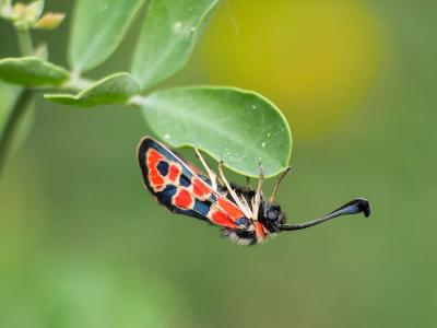 Zygène de la Petite coronille (La) Zygaena fausta (Linnaeus, 1767)