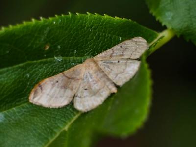 Acidalie dégénérée (L') Idaea degeneraria (Hübner, 1799)