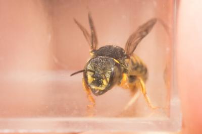  Pseudoanthidium nanum (Mocsáry, 1881)