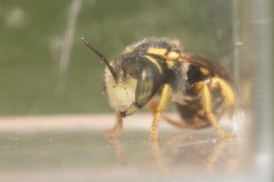  Pseudoanthidium scapulare (Latreille, 1809)
