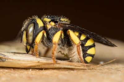  Pseudoanthidium scapulare (Latreille, 1809)