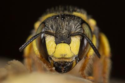  Pseudoanthidium scapulare (Latreille, 1809)