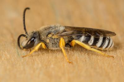  Halictus fulvipes (Klug, 1817)