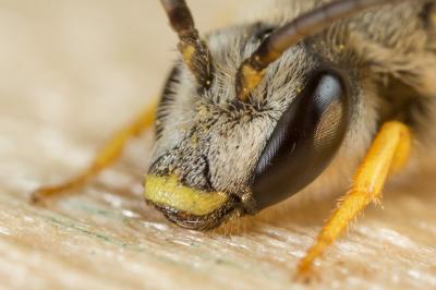  Halictus fulvipes (Klug, 1817)