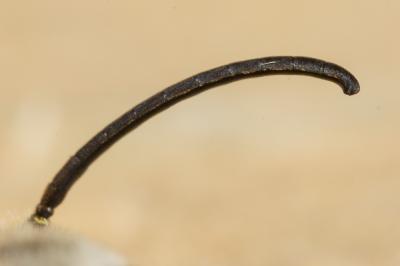  Halictus fulvipes (Klug, 1817)