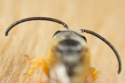  Halictus fulvipes (Klug, 1817)