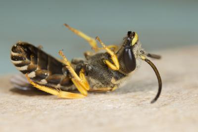  Halictus fulvipes (Klug, 1817)