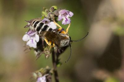  Halictus fulvipes (Klug, 1817)