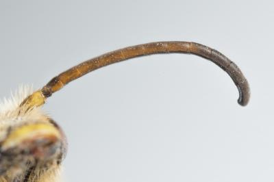  Halictus fulvipes (Klug, 1817)