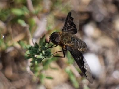  Hemipenthes morio (Linnaeus, 1758)
