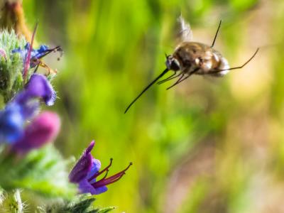  Bombylius cruciatus Fabricius, 1798