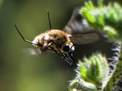  Bombylius cruciatus Fabricius, 1798