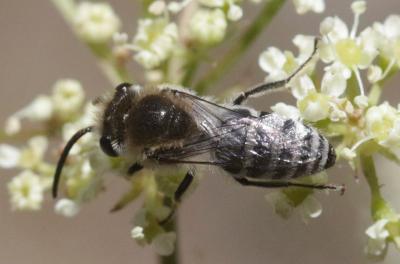  Colletes Latreille, 1802