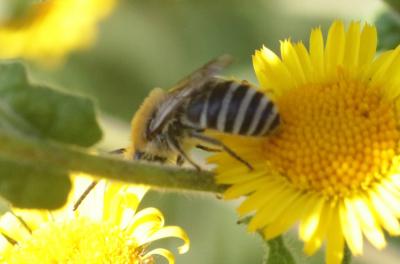  Colletes Latreille, 1802