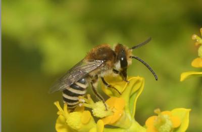  Colletes Latreille, 1802