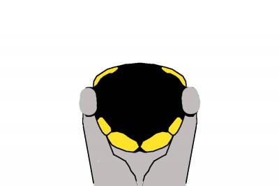  Anthidiellum breviusculum (Pérez, 1890)