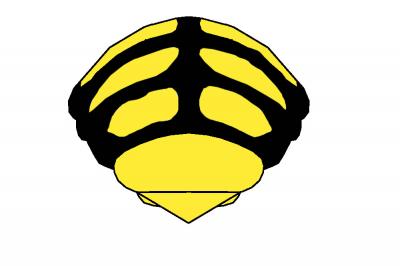  Anthidiellum breviusculum (Pérez, 1890)