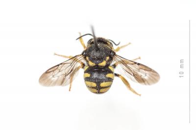  Anthidiellum strigatum (Panzer, 1805)
