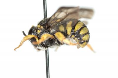  Anthidiellum strigatum (Panzer, 1805)