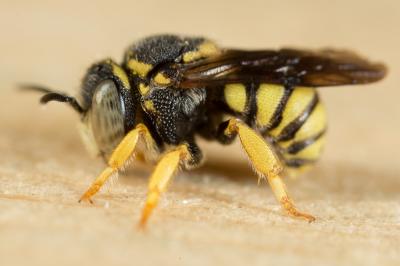  Anthidiellum strigatum (Panzer, 1805)