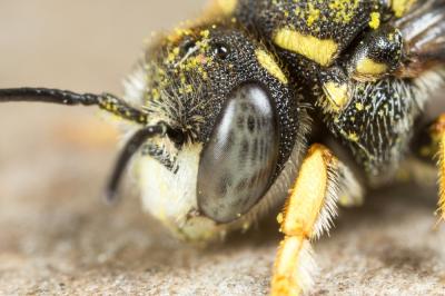  Anthidiellum strigatum (Panzer, 1805)