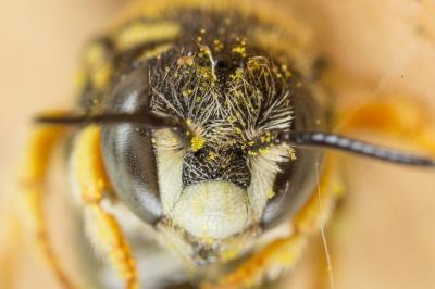  Anthidiellum strigatum (Panzer, 1805)
