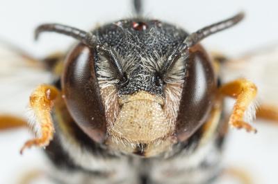  Anthidiellum strigatum (Panzer, 1805)