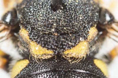  Anthidiellum strigatum (Panzer, 1805)