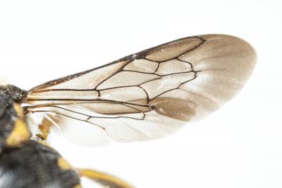  Anthidiellum strigatum (Panzer, 1805)