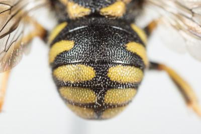  Anthidiellum strigatum (Panzer, 1805)